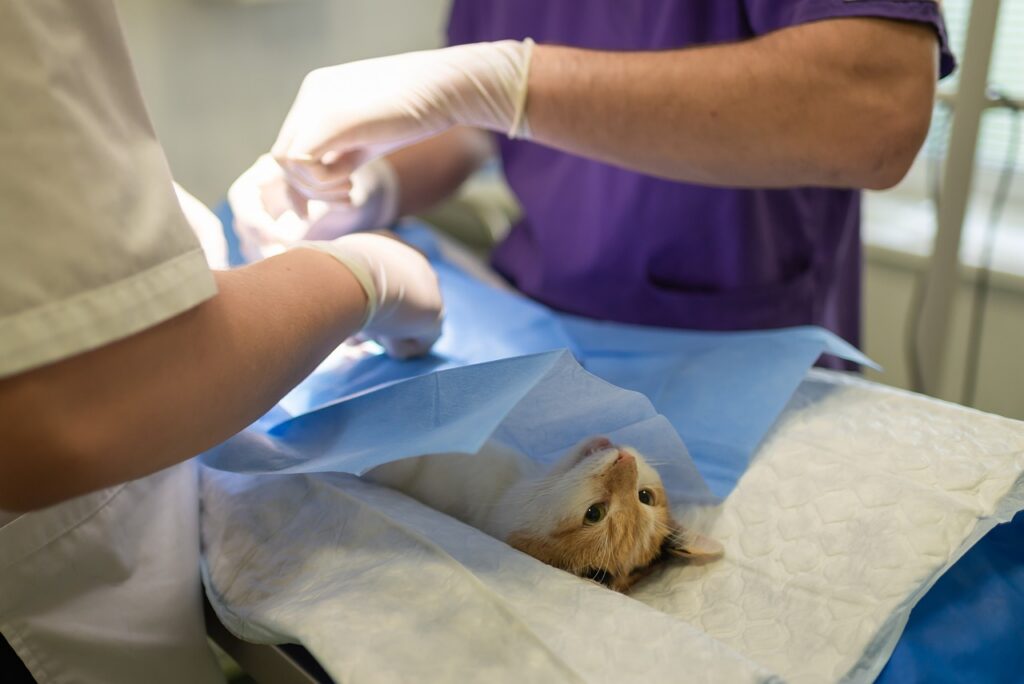 health, hospital, medicine, nurse, occupation, operation, pet, procedure, profession, sick, specialist, sterile, sterilization, surgeon, surgery, surgical, treatment, vet, veterinarian, veterinary, anesthesia, care, cute, vet, vet, vet, vet, vet, veterinarian, veterinarian, veterinarian, veterinary