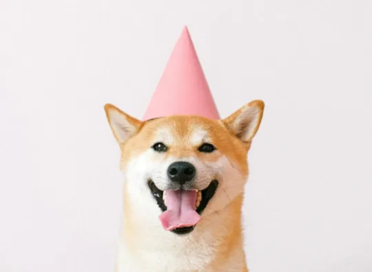 Un shiba avec un chapeau de fête content, propriétaire à 100% de son site internet WordPress sans engagement